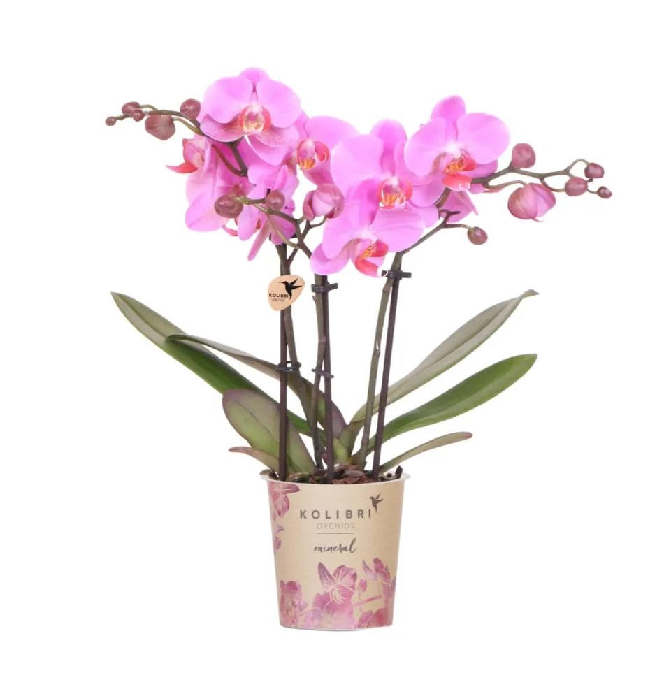 Plant and Stories Frederikstad orchidée violet-rose pot 9 cm