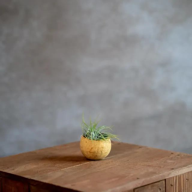 Airplantshop Bellcup coupelle tillandsia multiflora