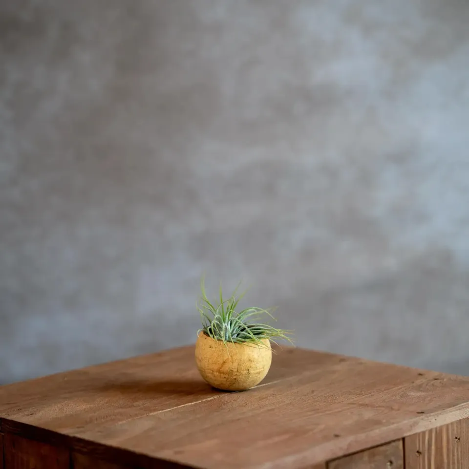 Airplantshop Bellcup coupelle tillandsia multiflora