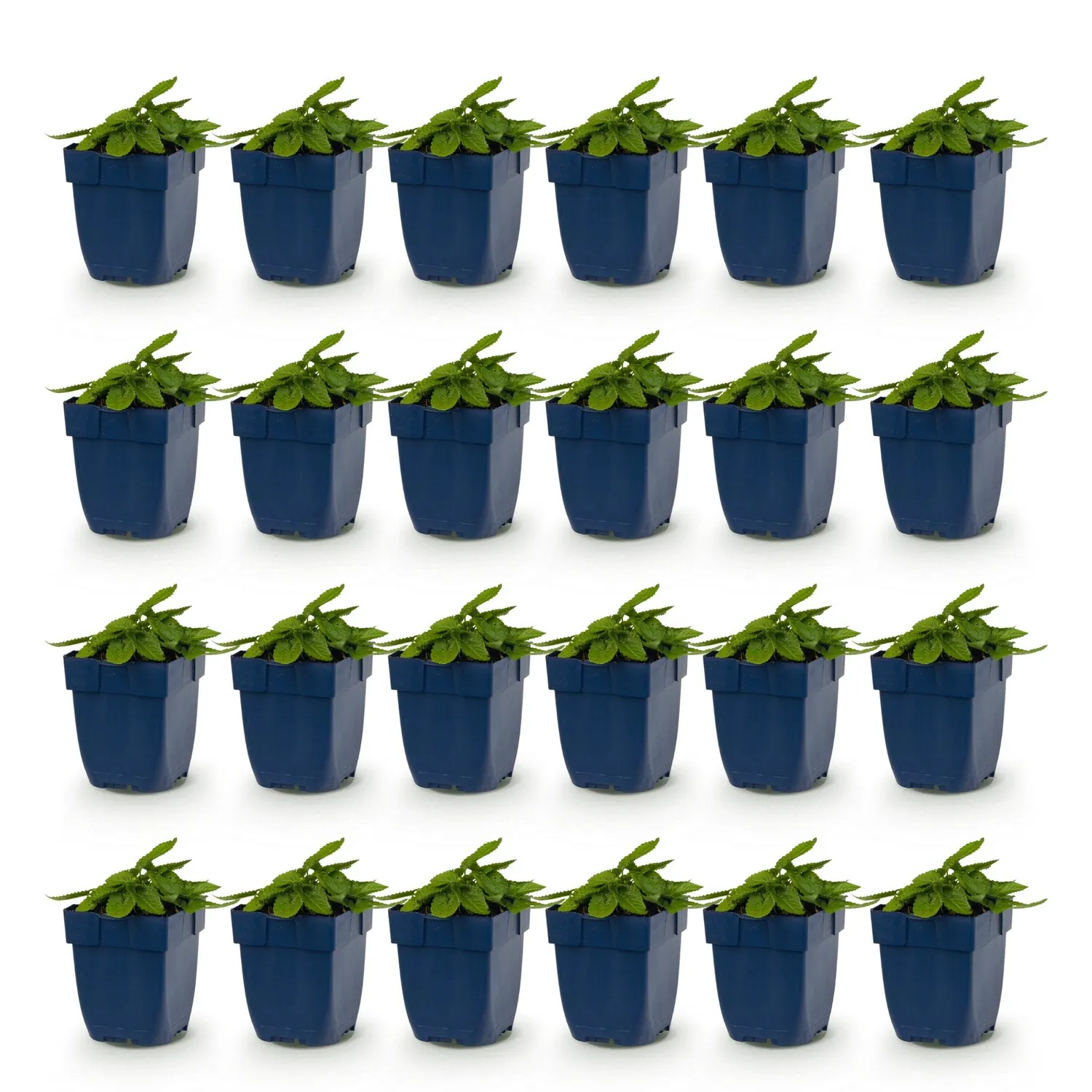 Plant and Stories Stachys Ukkie couvre-sol argenté 25 cm