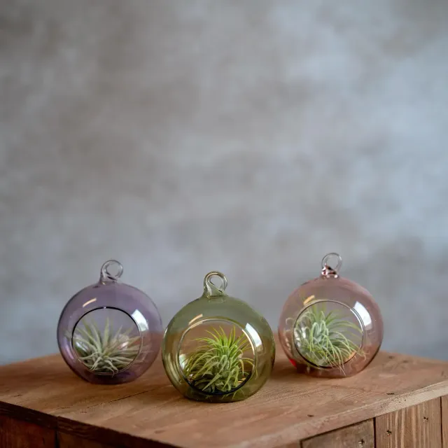 Airplantshop boule en verre 8 cm plante aérienne tillandsia