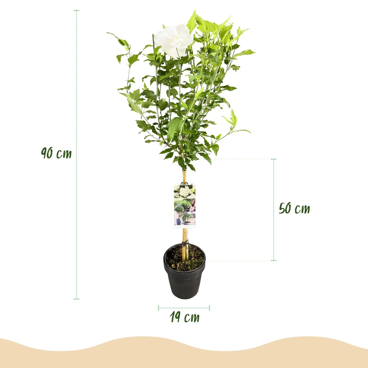Plant and Stories White Chiffon hibiscus pot 19 cm tige
