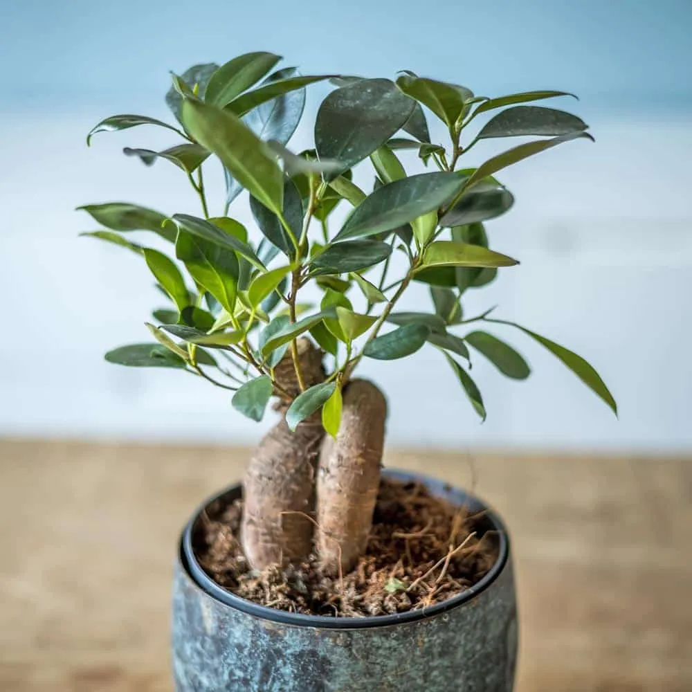 Réconciliation Végétale Fernand ficus microcarpa ginseng plante bonsaï