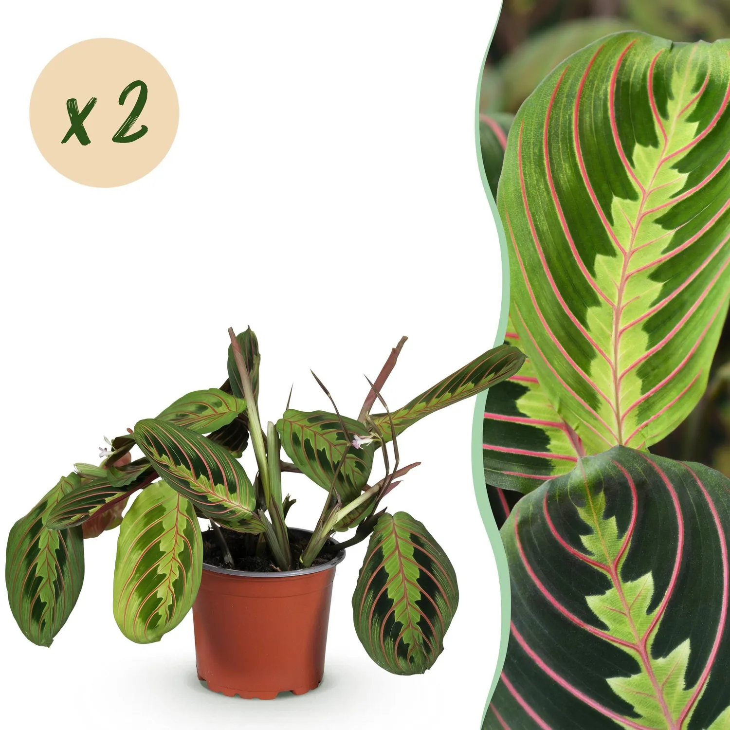 Plant and Stories Maranta Fascinator Tricolour plante prière 12cm