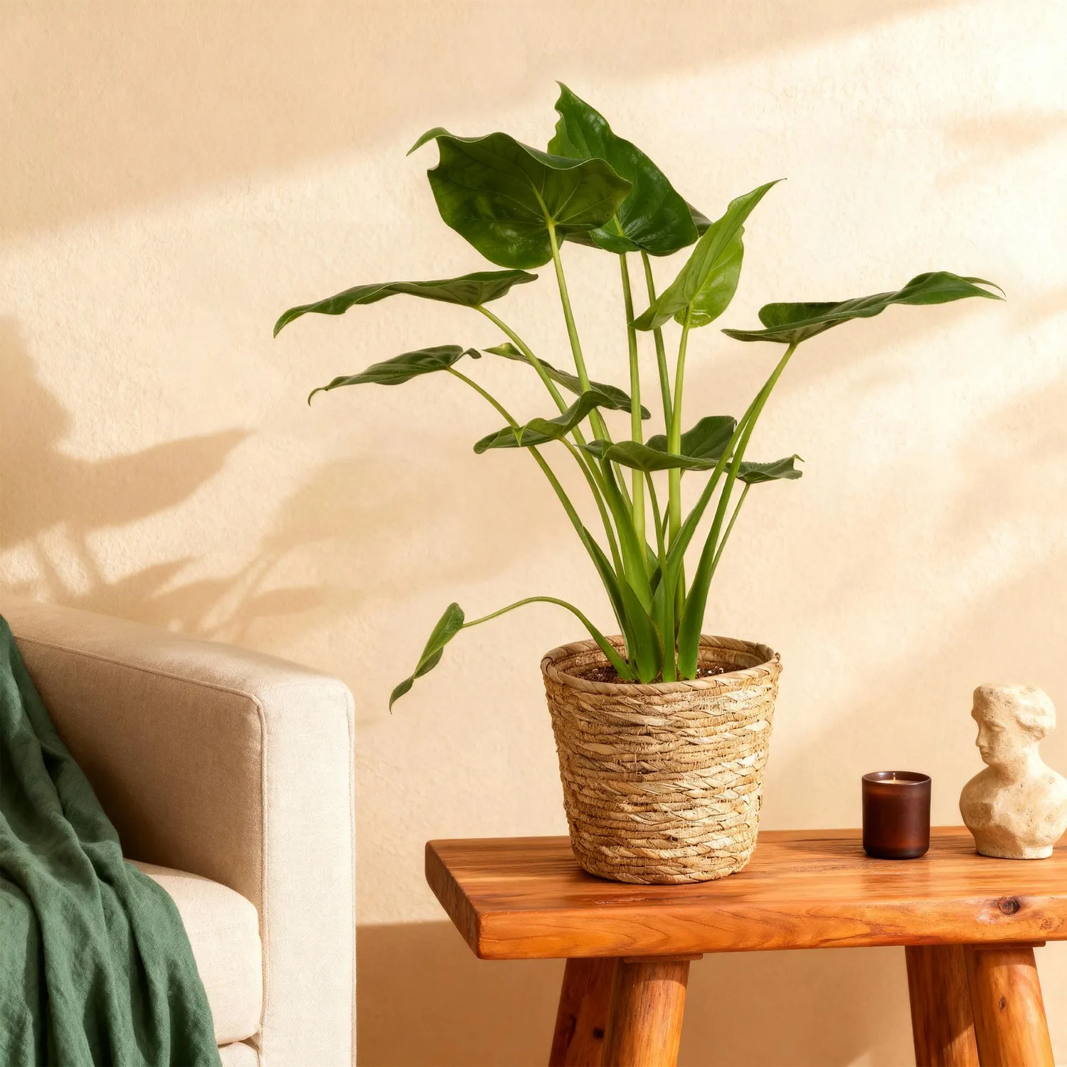 Plant and Stories Alocasia Cucullata Main Bouddha plante pot 21cm