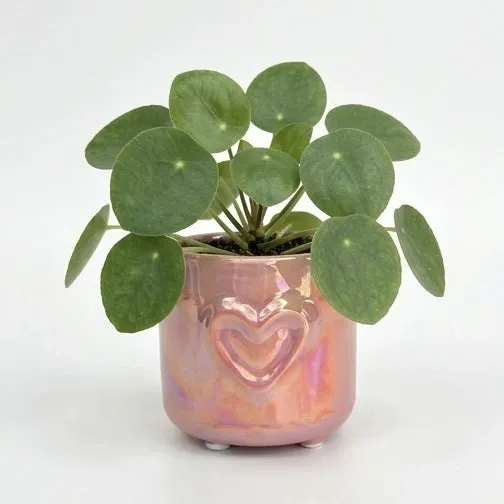 Plant and Stories Coeur cache-pot céramique 6cm blanc nacré