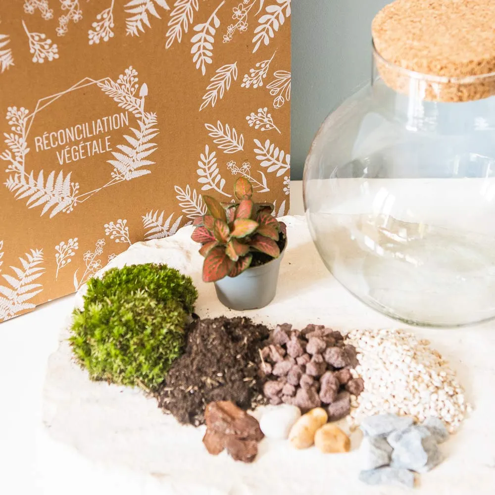 Réconciliation Végétale Kit Terrarium Humide Fittonia kit DIY 1 plante