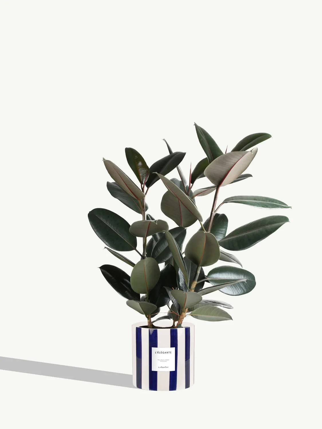 By Charlot L'Élégante ficus elastica plante pot 24 cm XL
