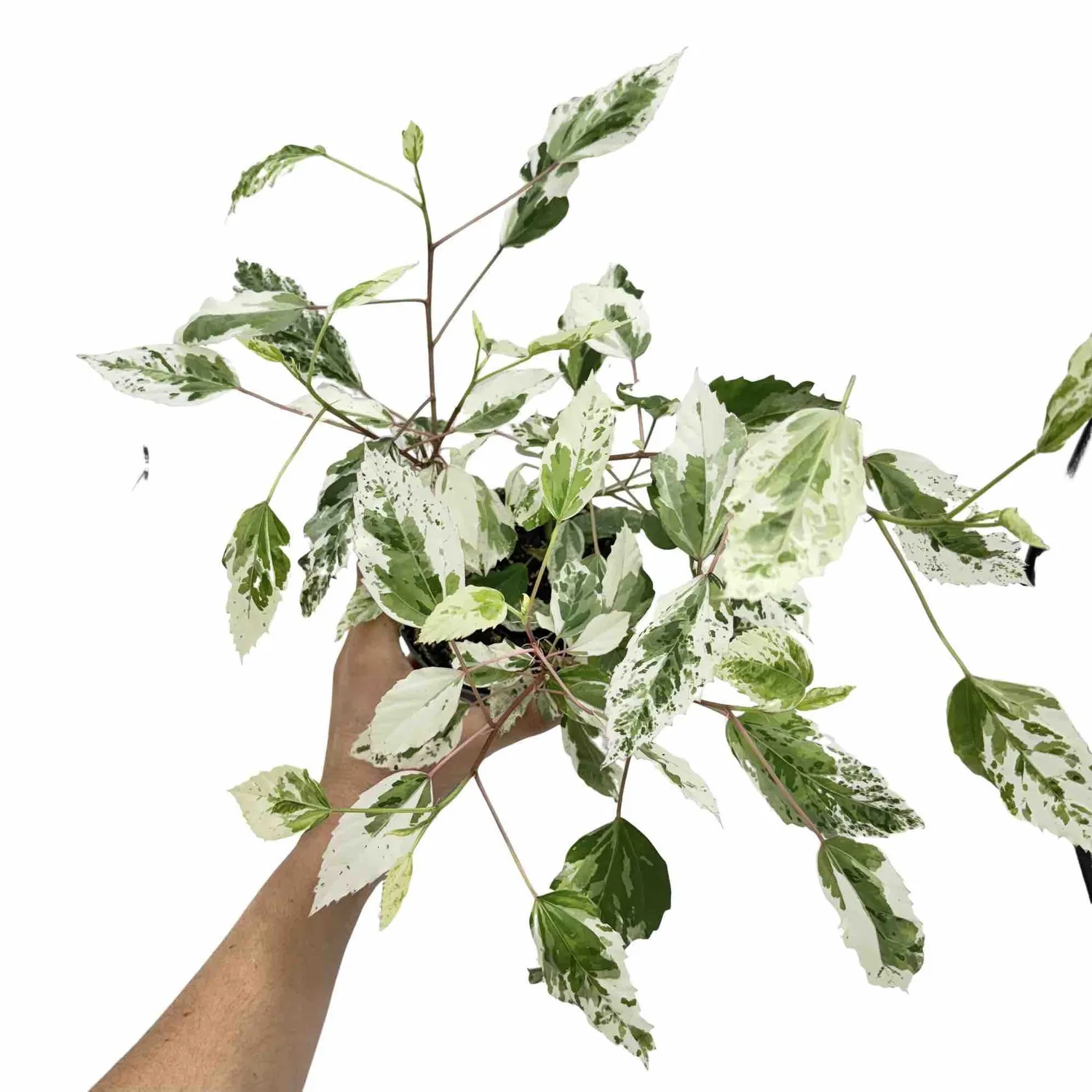 Plant and Stories Hibiscus Variegata arbuste pot 12 cm panaché