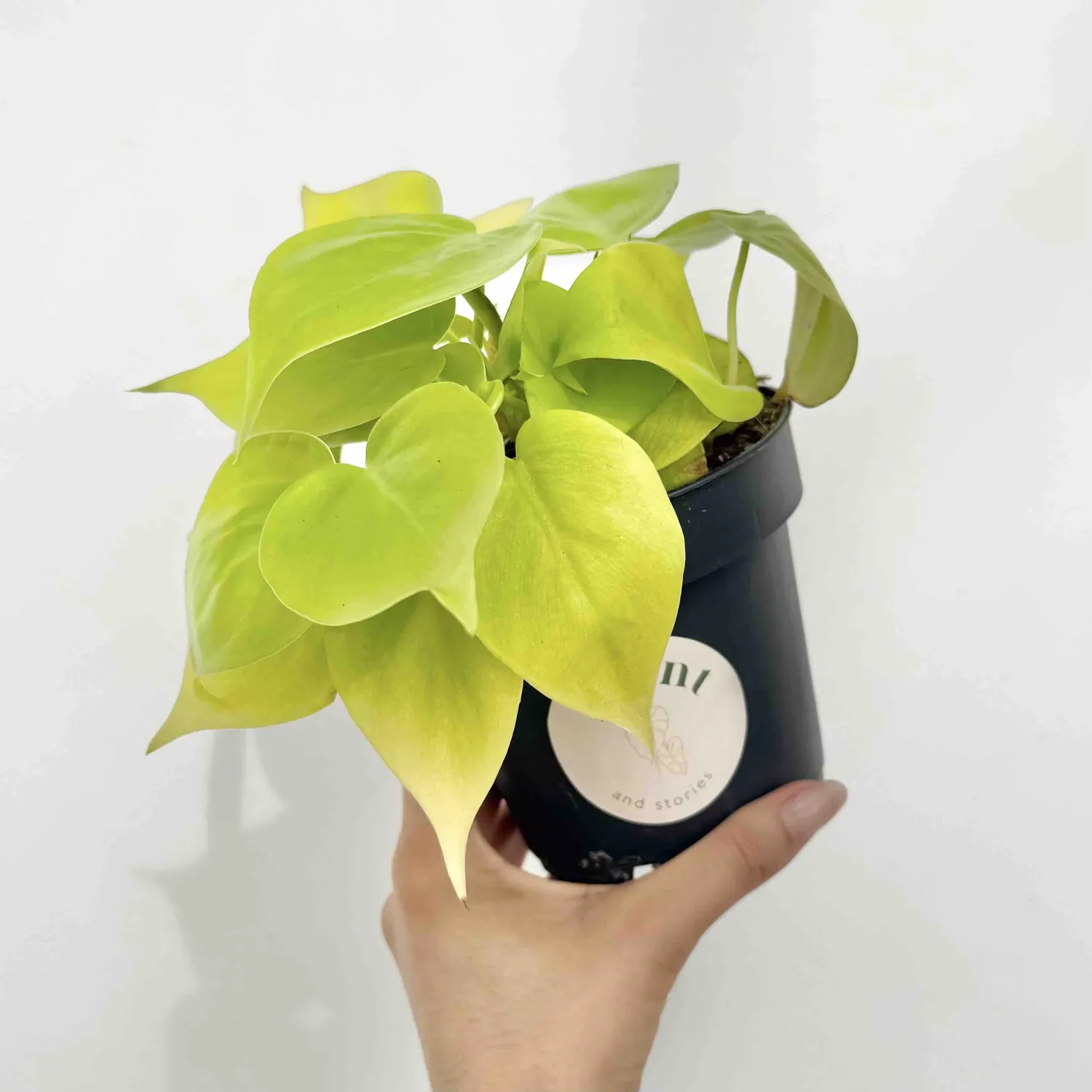 Plant and Stories Philodendron Scandens Lemon Lime pot 12 cm