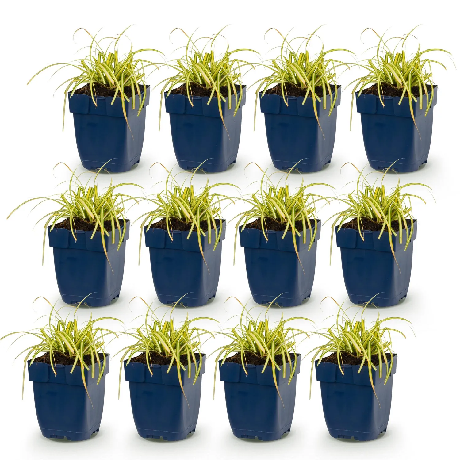 Plant and Stories Carex Evergold graminée pot 11 cm panaché