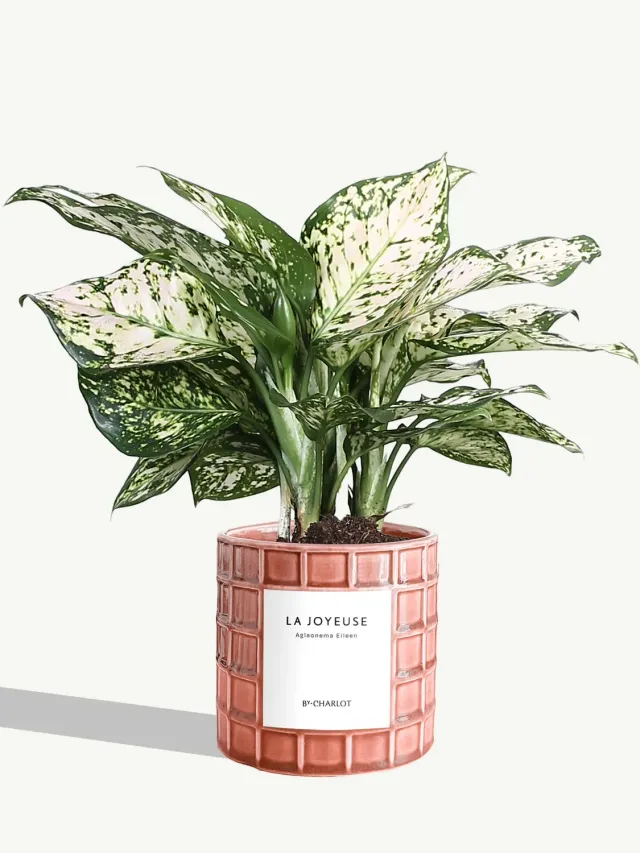 By Charlot La Joyeuse plante verte pot décoré