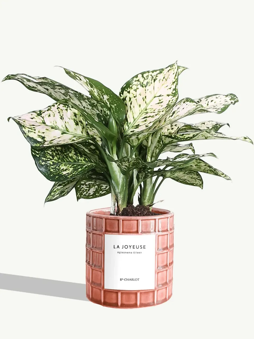 By Charlot La Joyeuse plante verte pot décoré