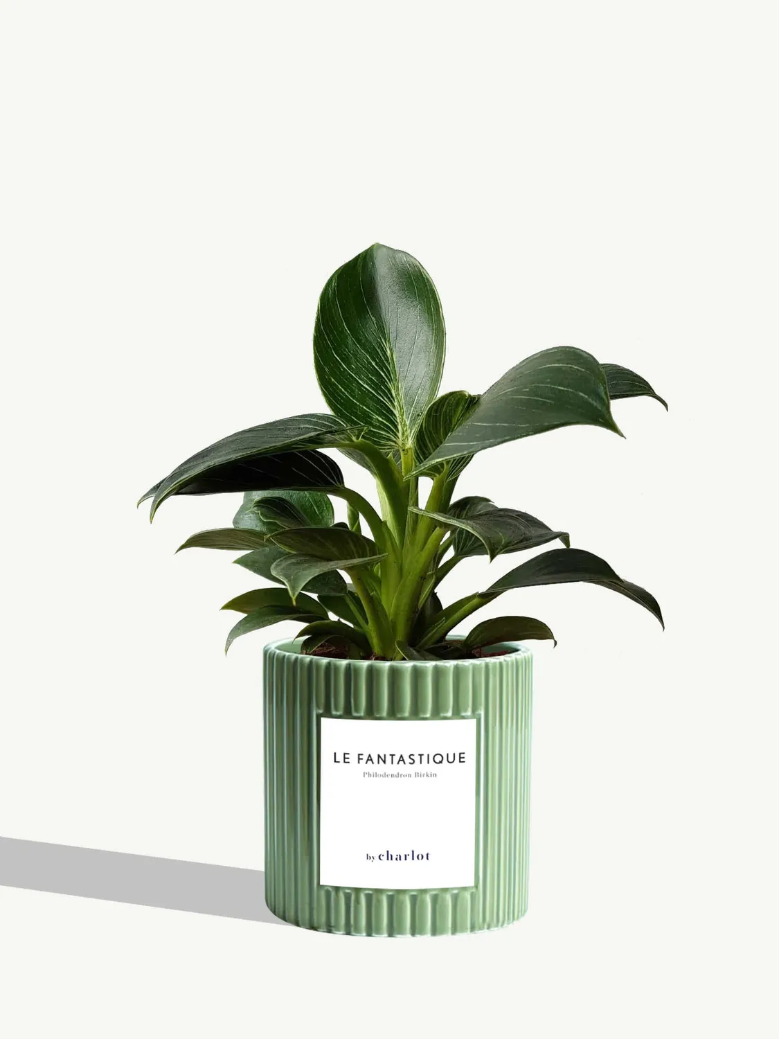 By Charlot Le Fantastique plante peperomia pot 10 cm