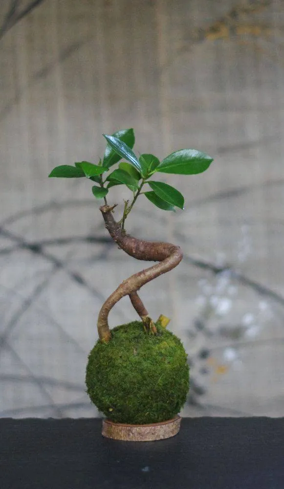 Aquaphyte Kokedama Loropéni ficus ginseng bonsaï