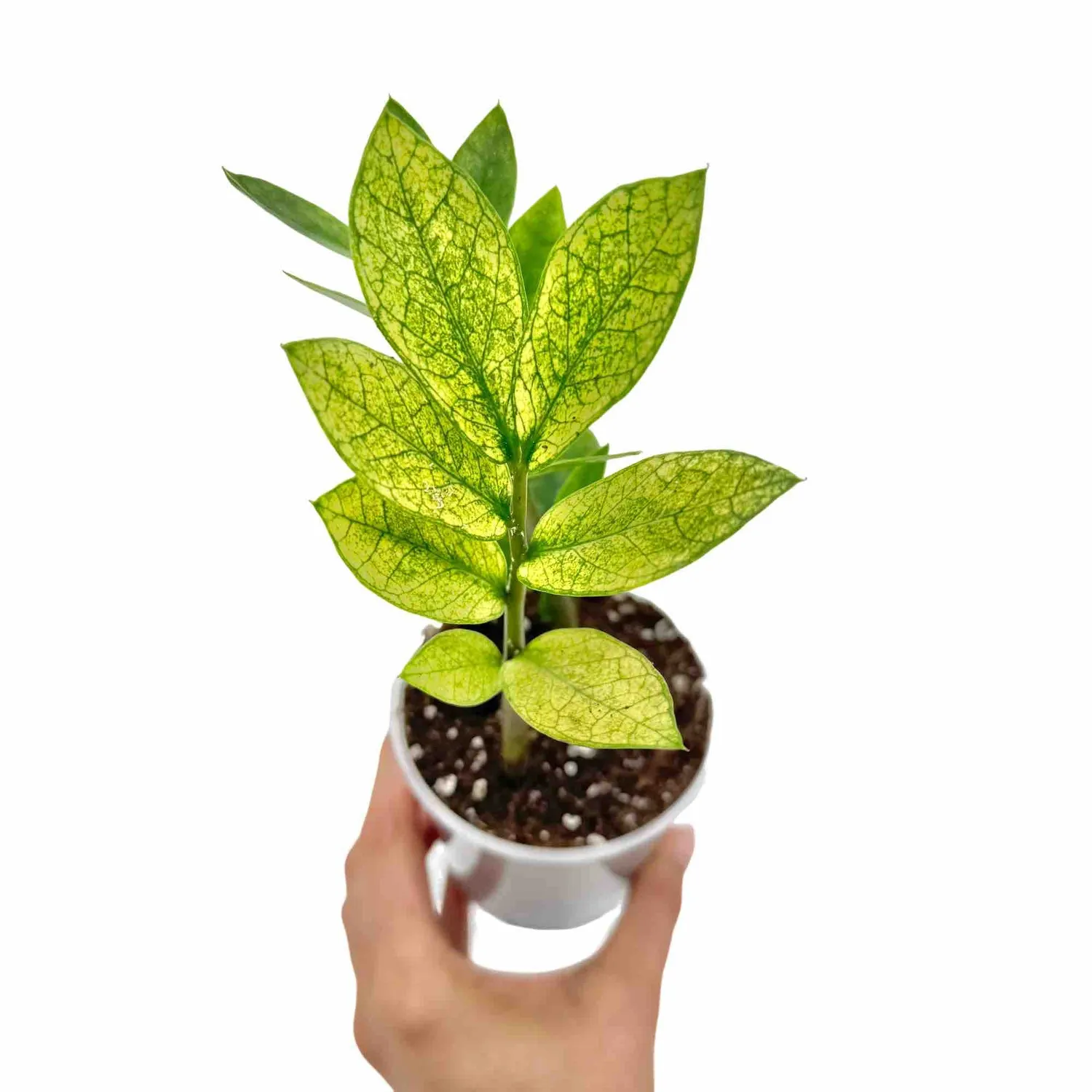 PLANT AND STORIES Zamioculcas Chameleon plante pot 14 cm panaché