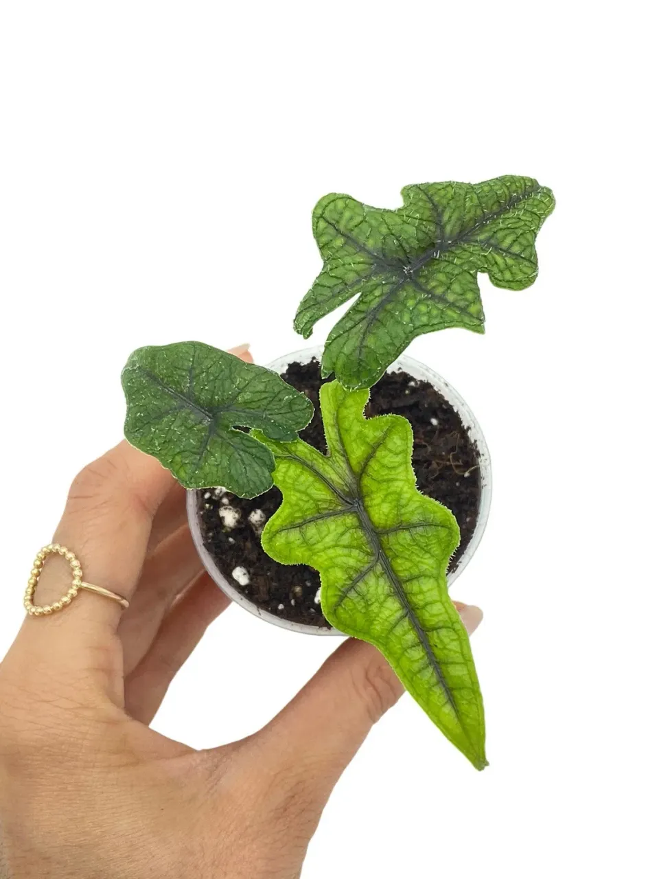 PLANT AND STORIES Alocasia Jacklyn plante d'intérieur pot 6cm