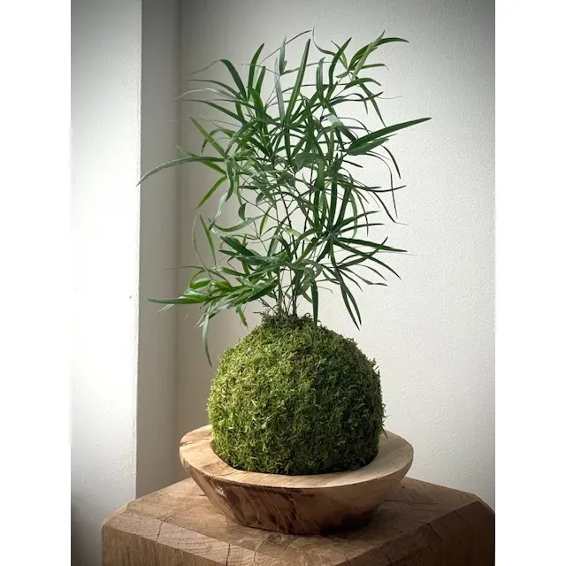 Oh My Green Aspargus Falcatus mousse kokedama taille M mi-ombre
