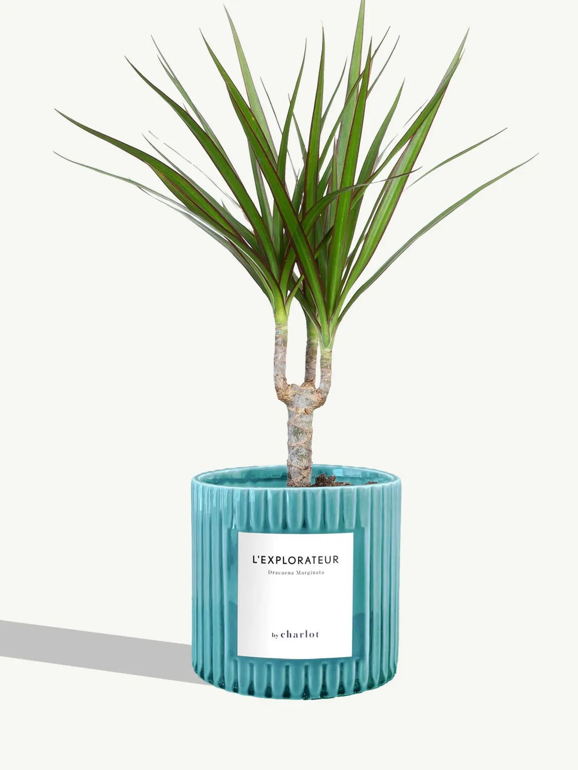By Charlot L'Explorateur plante Dracaena Marginata S