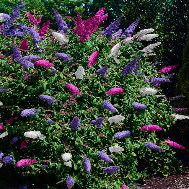 Plant and Stories Tricolour arbre aux papillons 1 plant 30 cm