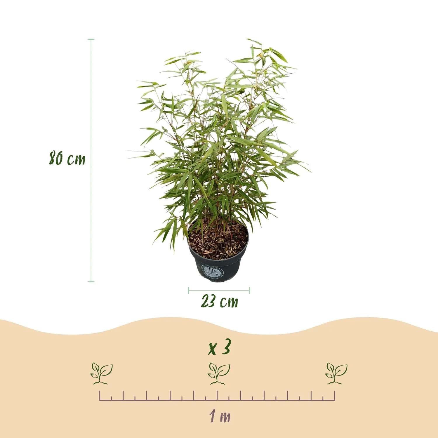 Plant and Stories Asian Wonder bambou Fargesia brise-vue 1 plant