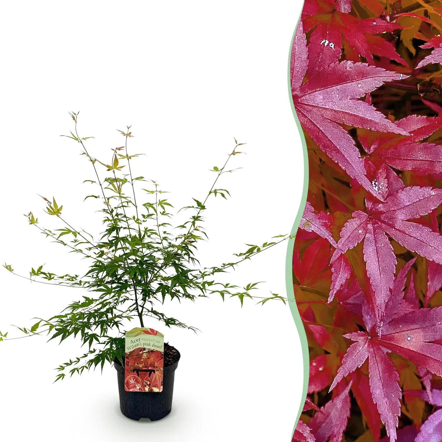 Plant and Stories Pink Dwarf érable du Japon pot 19 cm