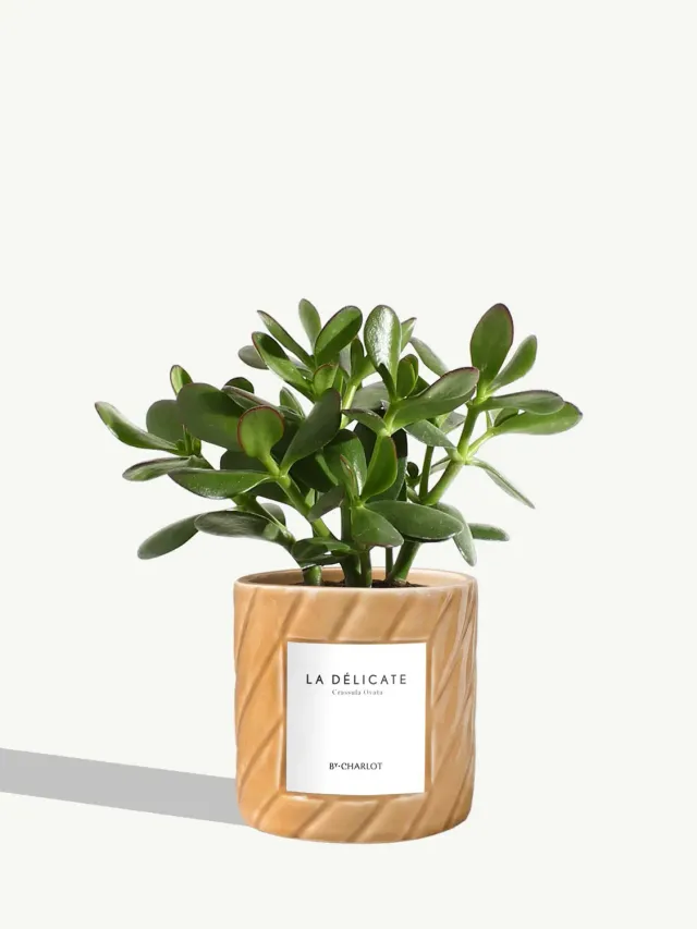 By Charlot La Délicate plante pot S crassula ovata