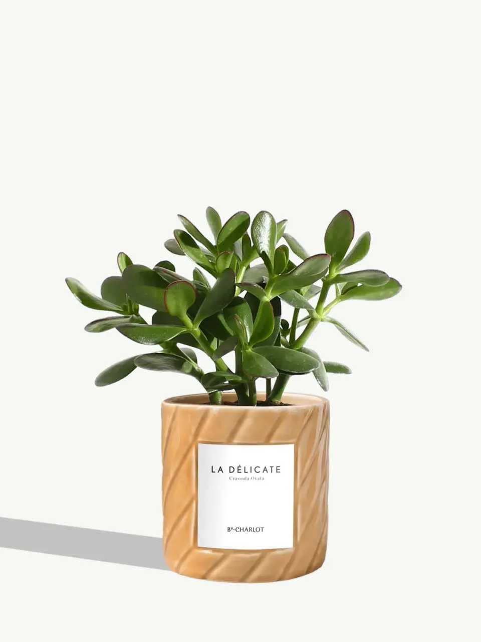 By Charlot La Délicate plante pot S crassula ovata