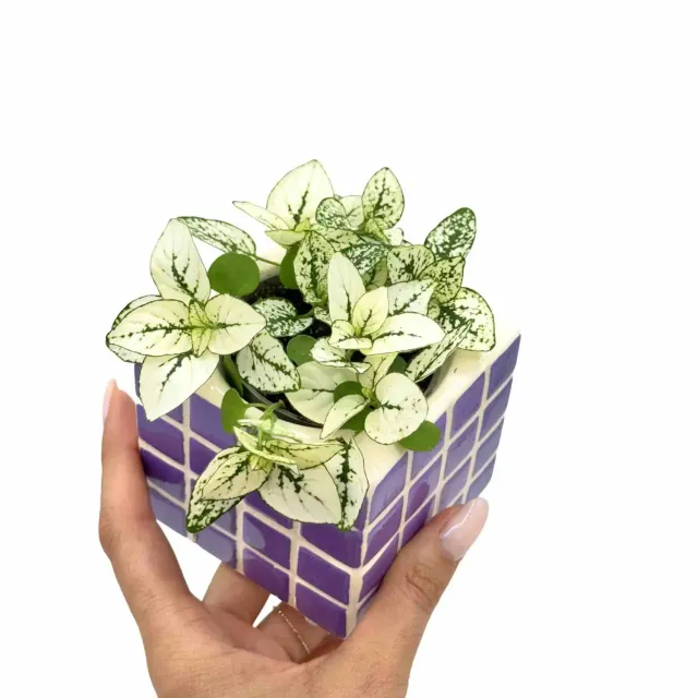 Plant and Stories Hypoestes White plante à pois pot 6 cm moucheté