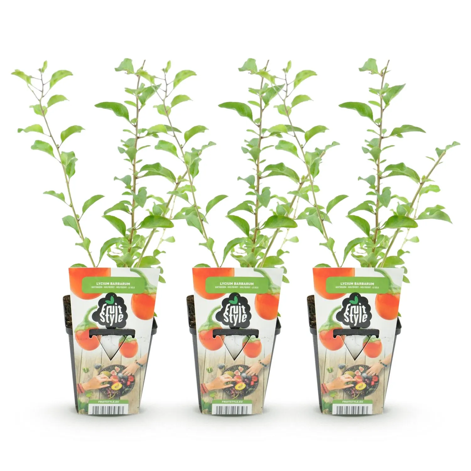 PLANT AND STORIES Baie de Goji Lycium fruitier pot 9 cm 35 cm 3 plants
