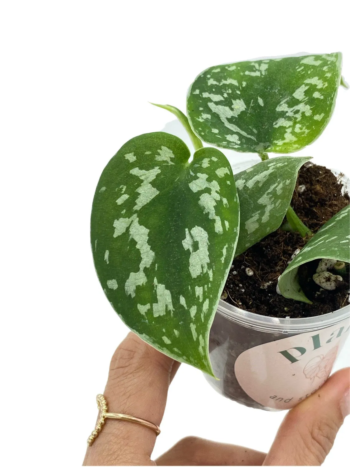 Plant and Stories Scindapsus Pictus Argyraeus pothos argenté retombant