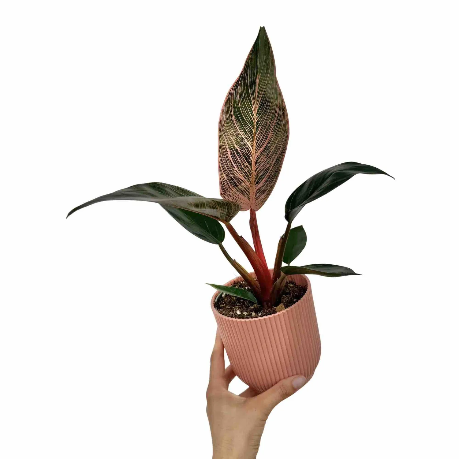 Plant and Stories Philodendron Pink Birkin plante pot 6 cm rayée