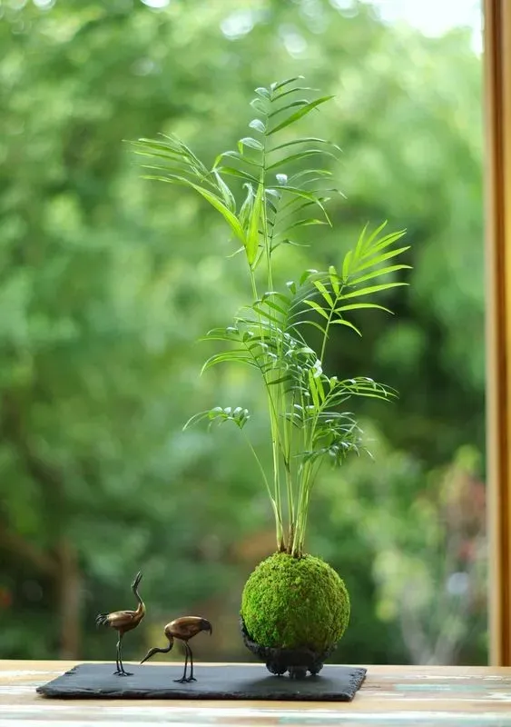 Aquaphyte Choco-Darien Ni kokedama palmier nain