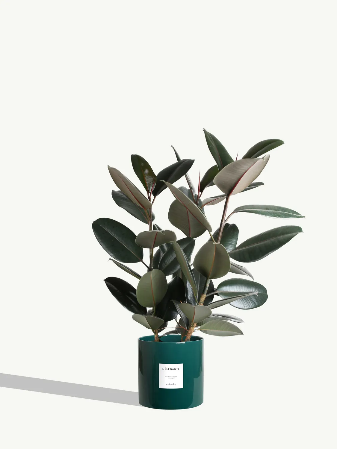 By Charlot L'Élégante ficus elastica plante pot 24 cm XL
