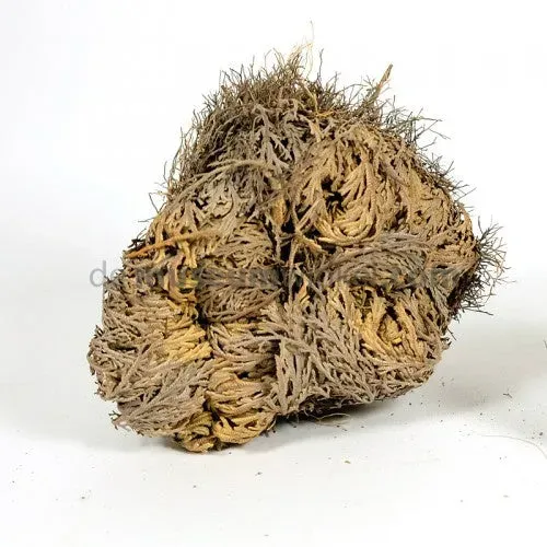 Airplantshop Rose de Jéricho Selaginella plante 8 cm