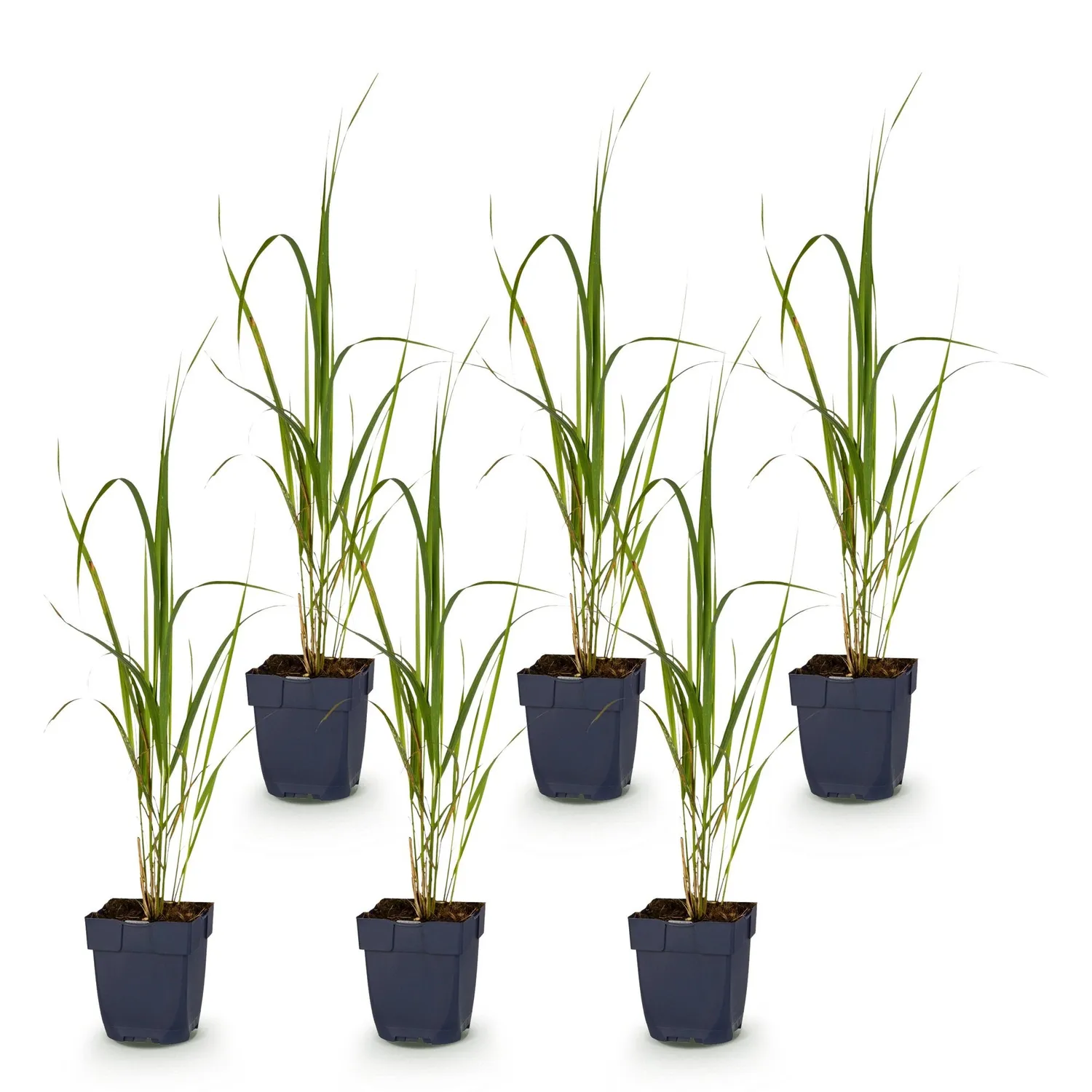 Plant and Stories Molinia Karl Foerster graminée lot 12 pots 11cm