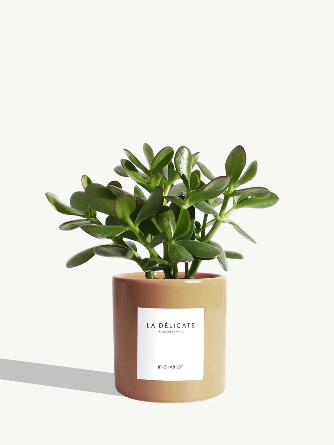 By Charlot La Délicate plante succulente pot 10 cm crassula