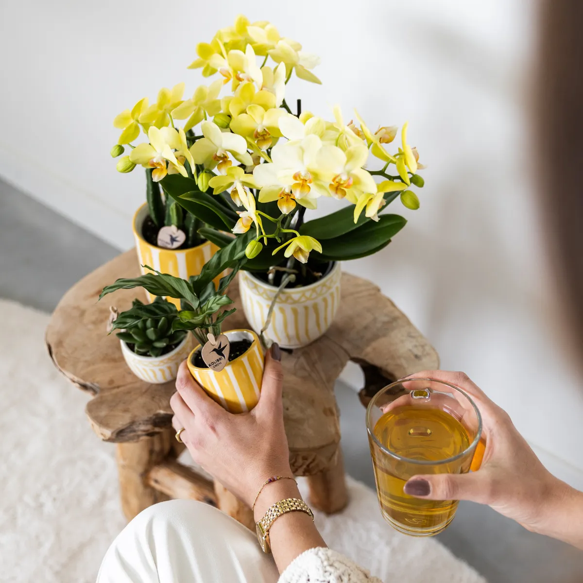 PLANT AND STORIES Phalaenopsis Albenga orchidée jaune pot 9 cm coffret