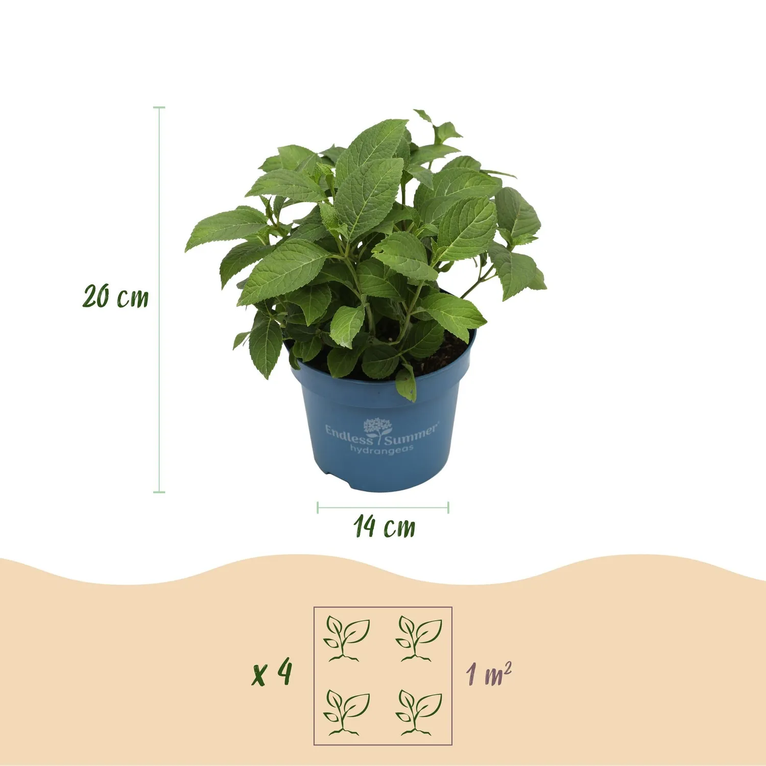 Plant and Stories Summer Love Red hortensia rouge 1 plant