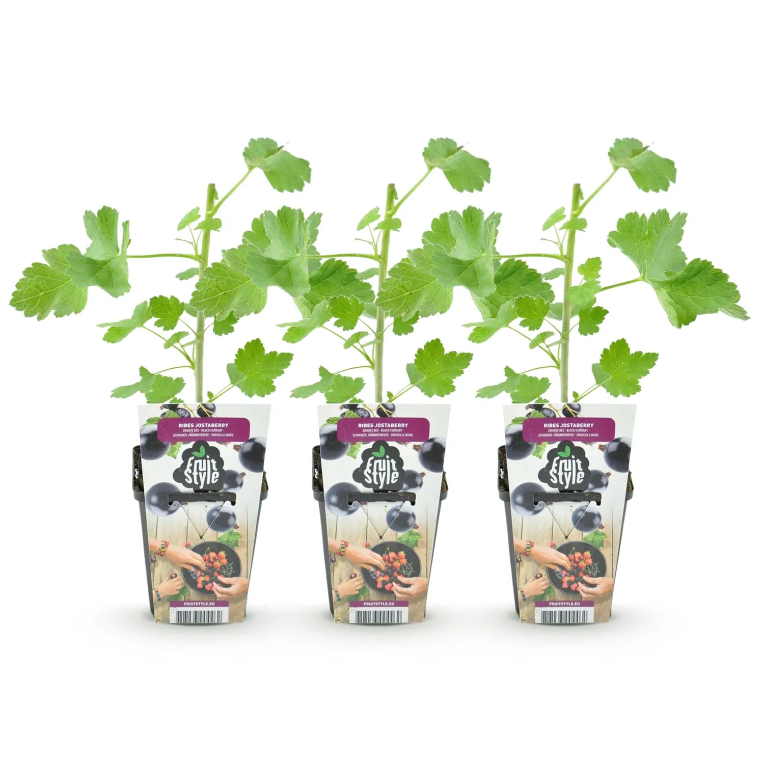 Plant and Stories Cassissier Jostabes arbuste lot 3 pots 9 cm