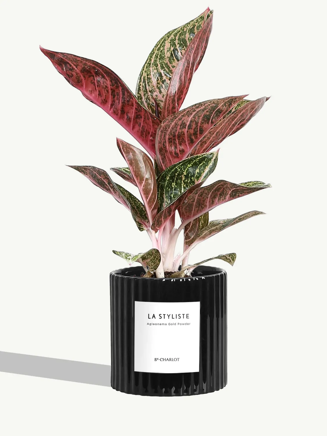 By Charlot La Styliste plante verte facile d'entretien