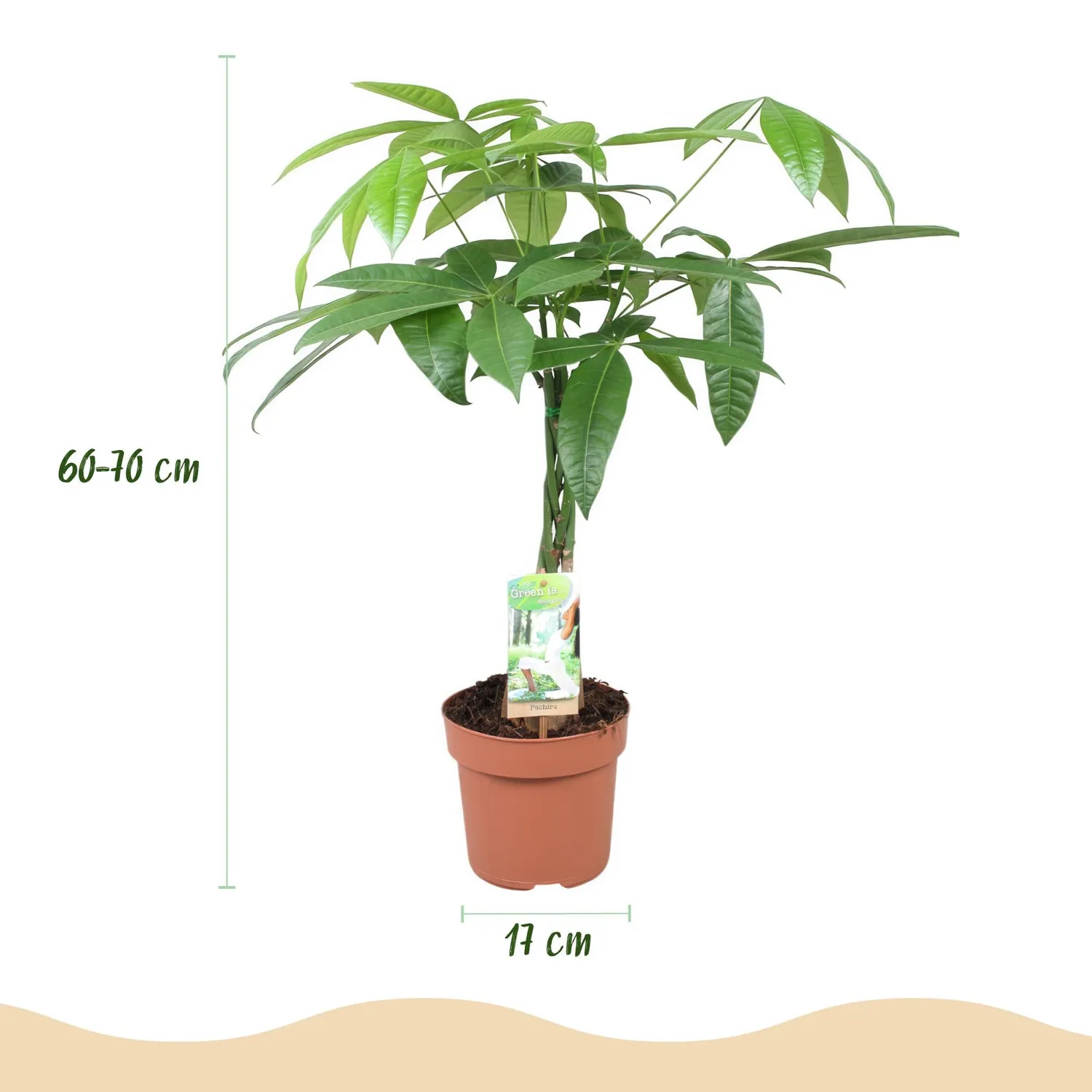 Plant and Stories Pachira Aquatica arbre à argent pot 17cm 60-70cm