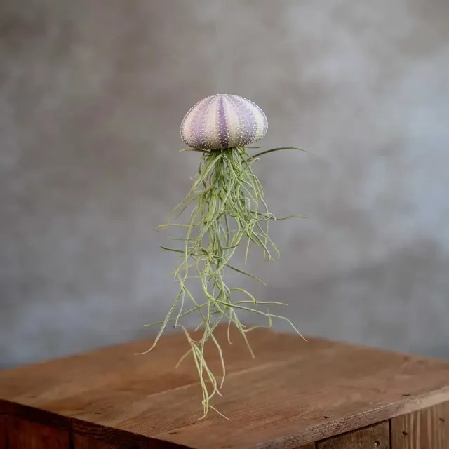 Airplantshop Jellyfish Violet suspension Capitata medium