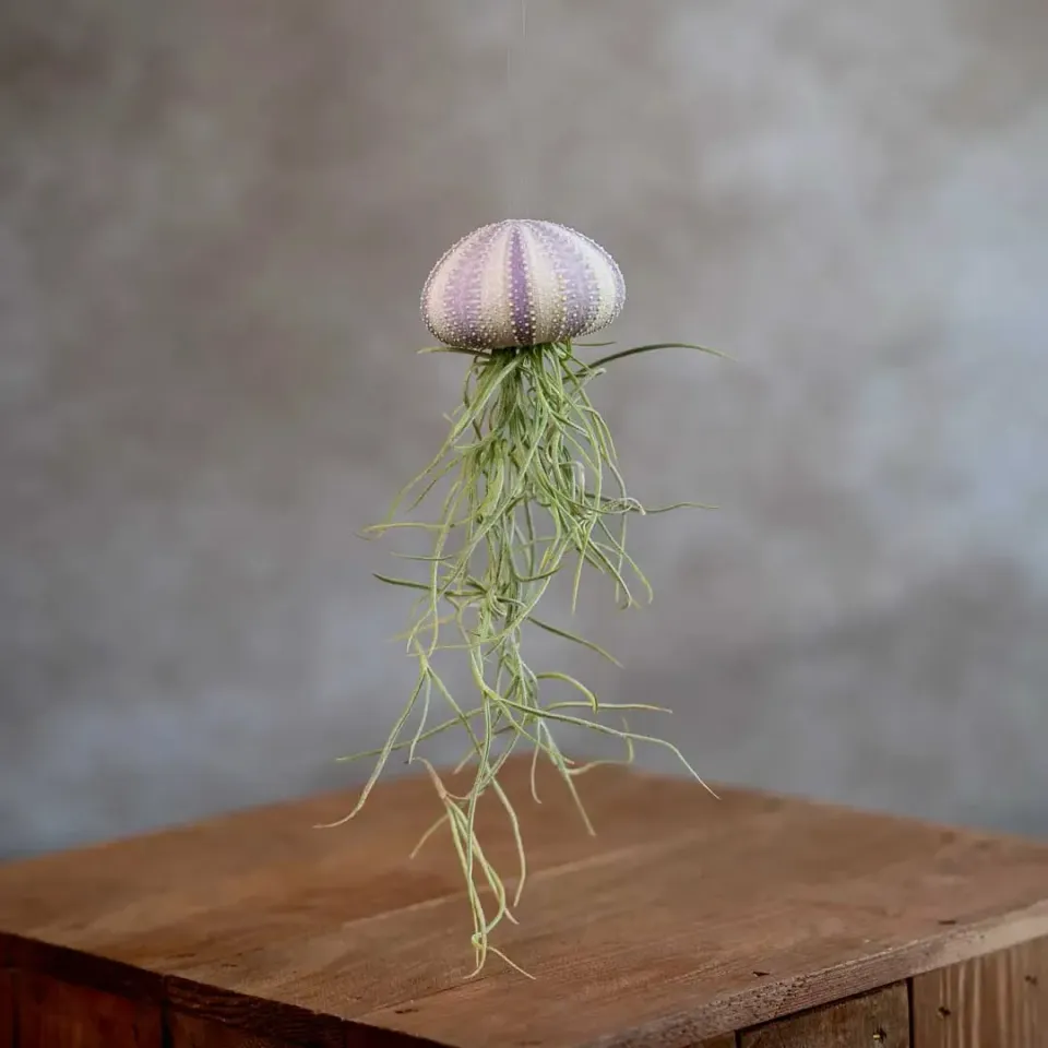 Airplantshop Jellyfish Violet suspension Capitata medium
