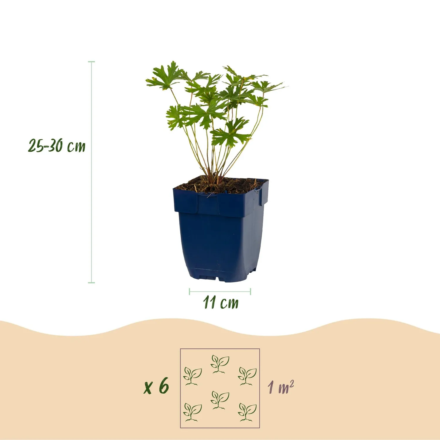 Plant and Stories Pack vivaces couvre-sol massif pot 11 cm lot 6