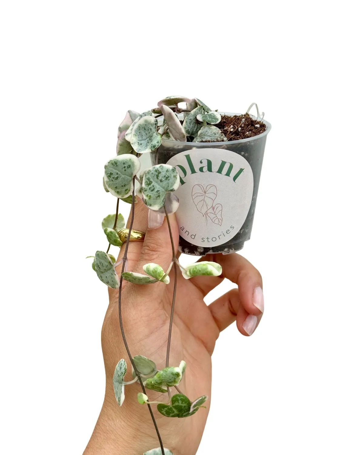 Plant and Stories Ceropegia Woodii Variegata plante pot 6cm retombante