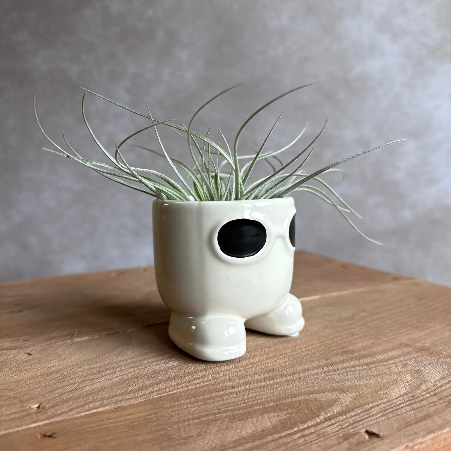 Airplantshop Mister Sunglasses pot blanc tillandsia 7cm