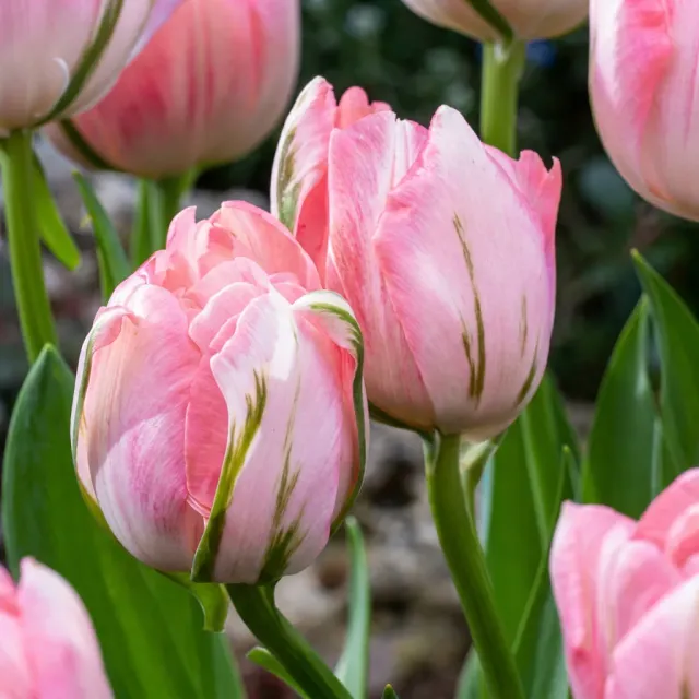 Plant and Stories Tulipe double rose bulbes calibre 11/12 lot 24