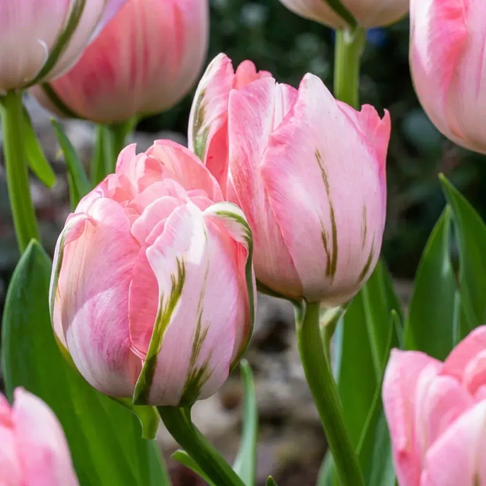 Plant and Stories Tulipe double rose bulbes calibre 11/12 lot 24