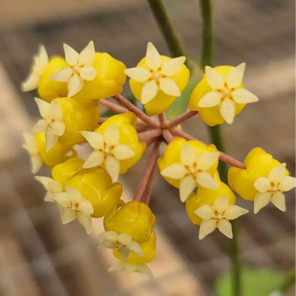 Plant and Stories Flores Island UT038 hoya pot 9 cm rare